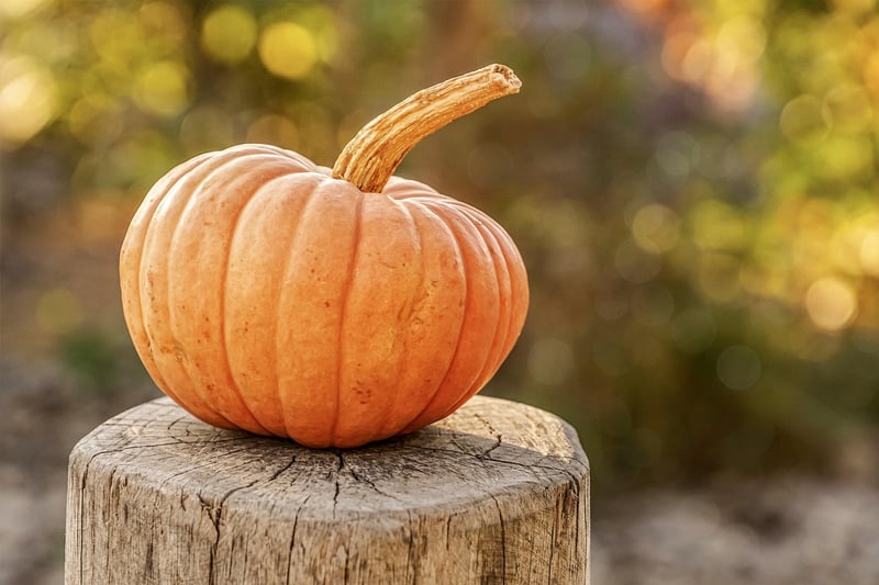 Fall Harvesting