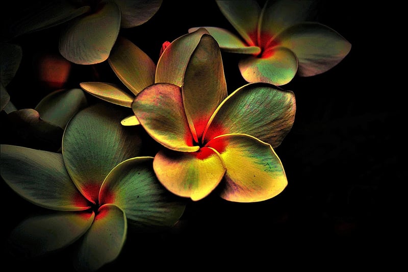 Healthy Plants