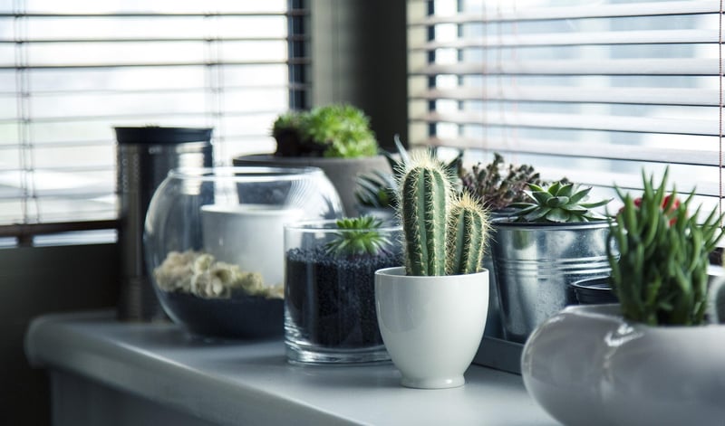 Green Plants