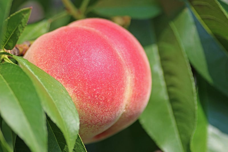 Peaches